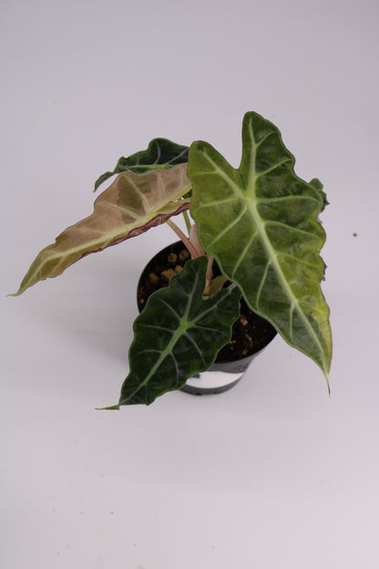 Alocasia Amazonica Tri Color