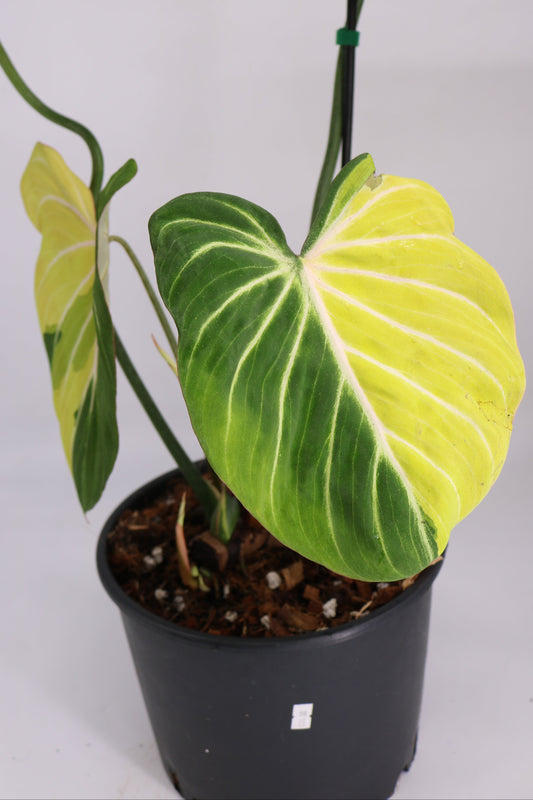 Philodendron Gloriosum Type 1 Variegated