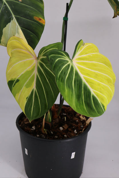 Philodendron Gloriosum Type 1 Variegated