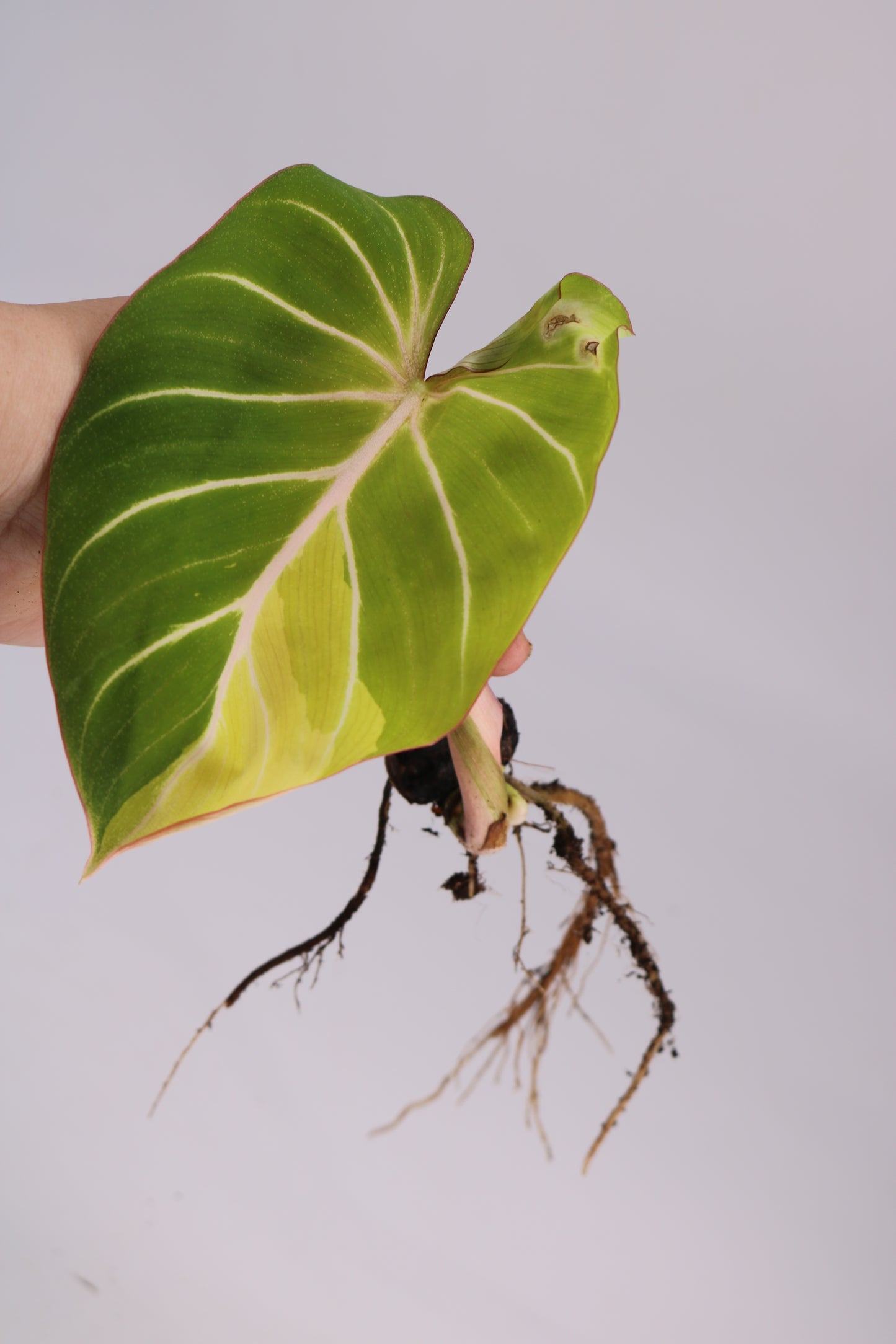 Philodendron Gloriosum Type 1 Variegated