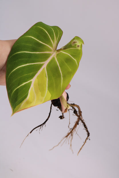 Philodendron Gloriosum Type 1 Variegated