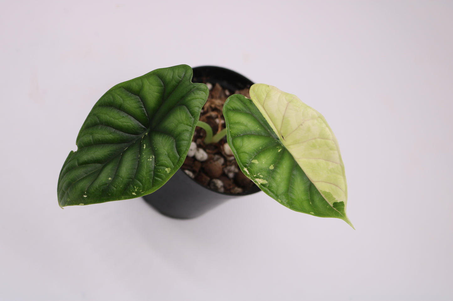 Alocasia Dragon Scale Albo