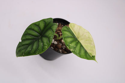 Alocasia Dragon Scale Albo