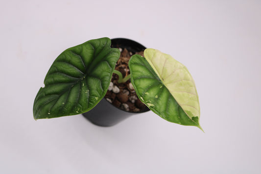 Alocasia Dragon Scale Albo