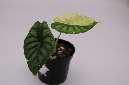 Alocasia Dragon Scale Albo