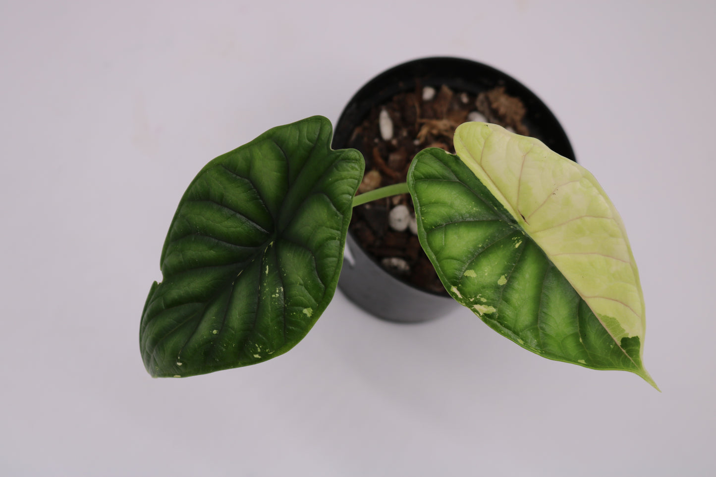 Alocasia Dragon Scale Albo