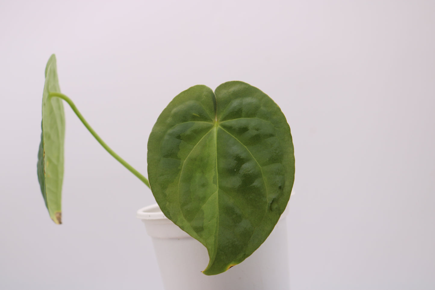 Variegated Anthurium David Portilla Dreams