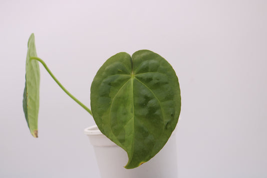 Variegated Anthurium David Portilla Dreams