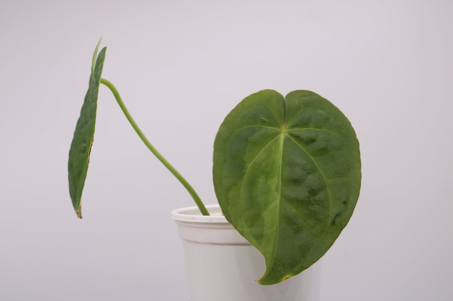 Variegated Anthurium David Portilla Dreams