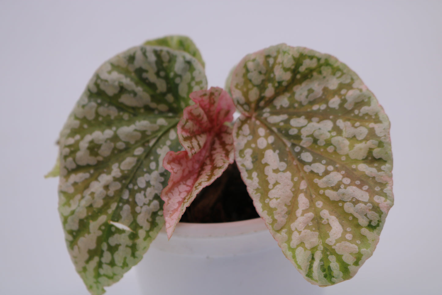 Begonia Snow Capped Variegated
