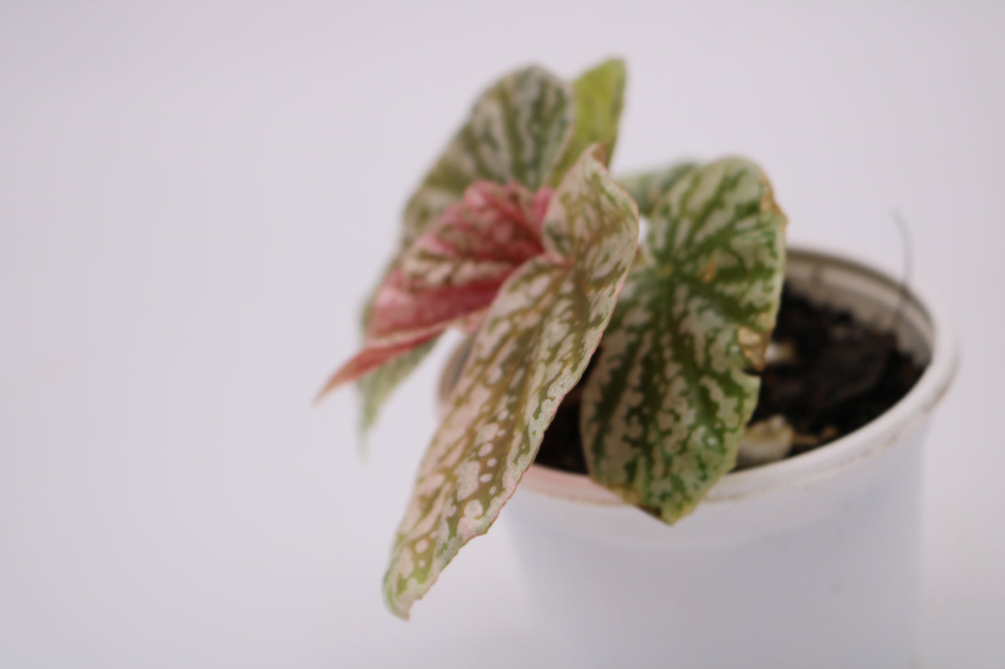 Begonia Snow Capped Variegated