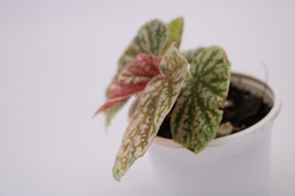 Begonia Snow Capped Variegated