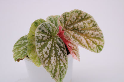 Begonia Snow Capped Variegated