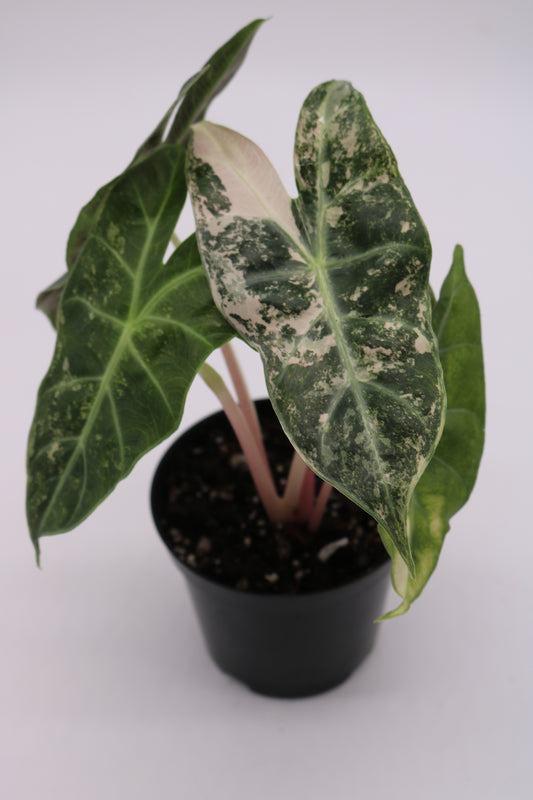 Alocasia Pink Narobi Nights Variegated