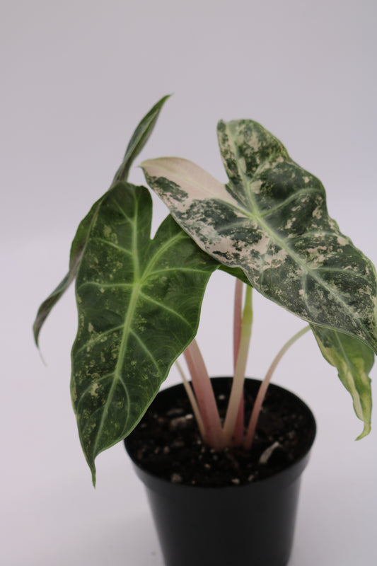 Alocasia Pink Narobi Nights Variegated