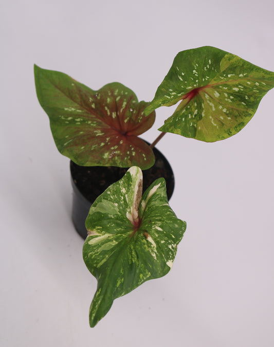 Variegated Thai Caladium