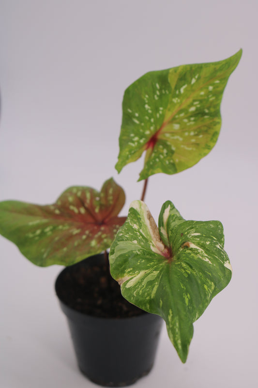 Variegated Thai Caladium