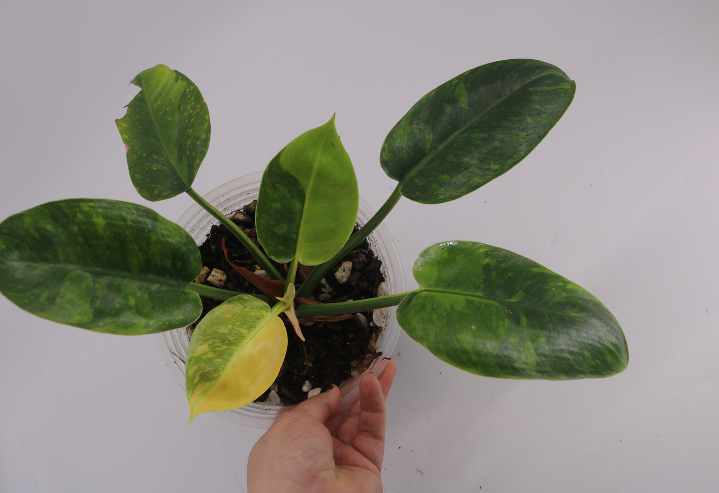 Philodendron Green Congo Nuclear