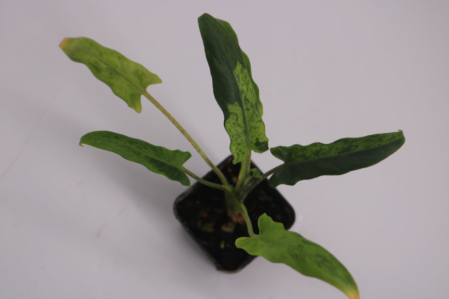 Alocasia Lauterbaciana Mint