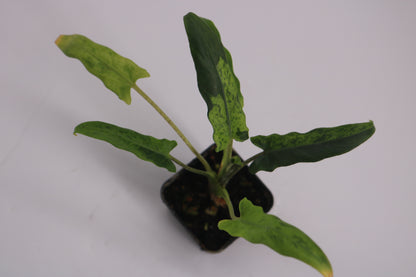 Alocasia Lauterbaciana Mint