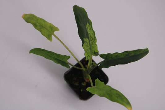 Alocasia Lauterbaciana Mint