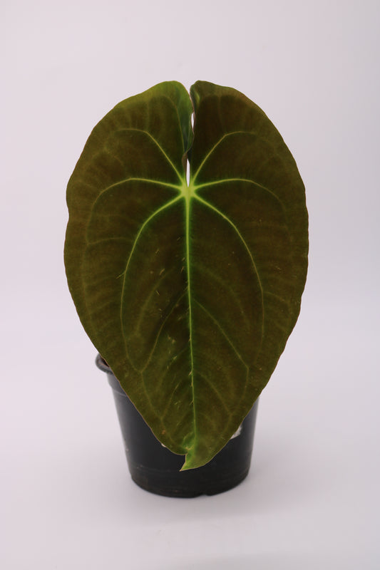 Anthurium Papillilaminum