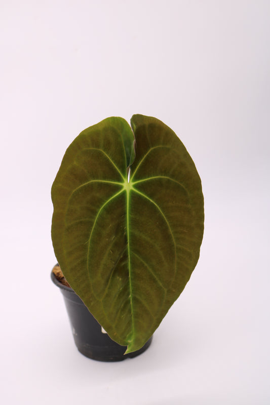 Anthurium Papillilaminum