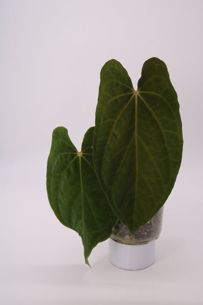 Anthurium BVEP x Fort Sherman