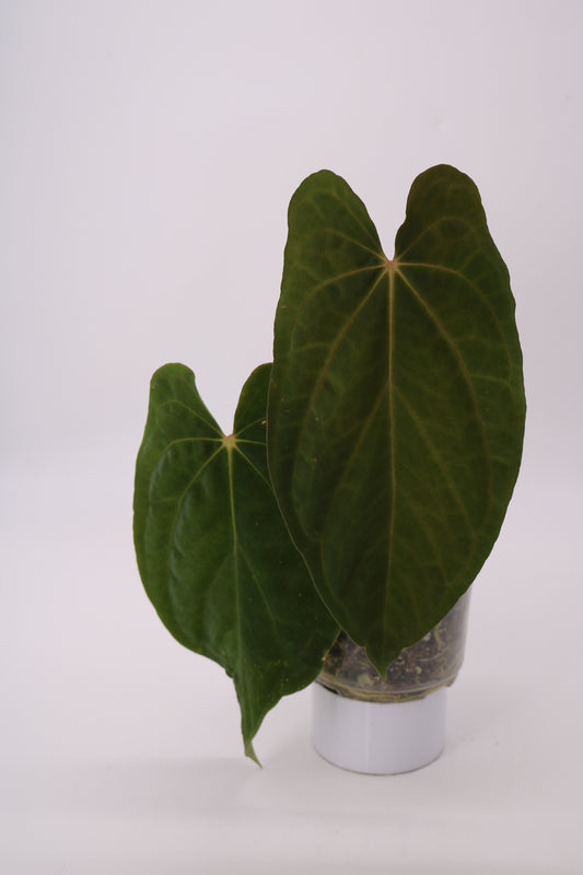 Anthurium BVEP x Fort Sherman