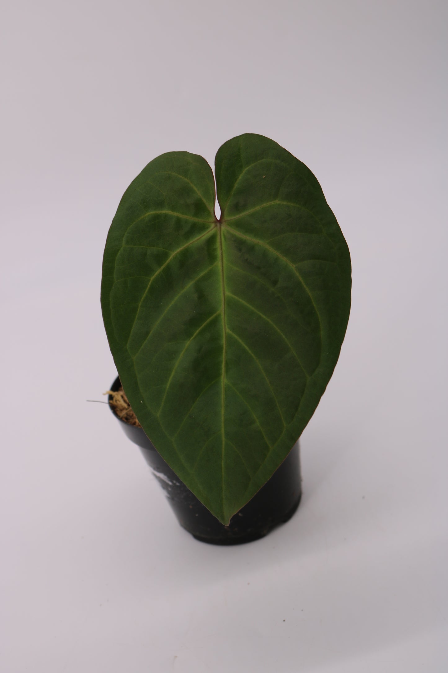 Anthurium Doc Block Dark and Handsome x Red Velvet Cake