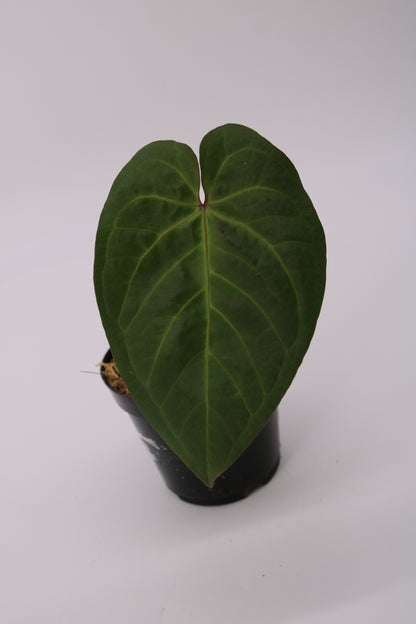 Anthurium Doc Block Dark and Handsome x Red Velvet Cake