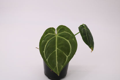 Anthurium Forgetii x SKG