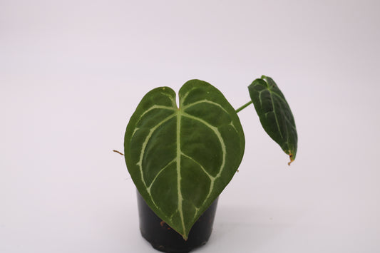 Anthurium Forgetii x SKG