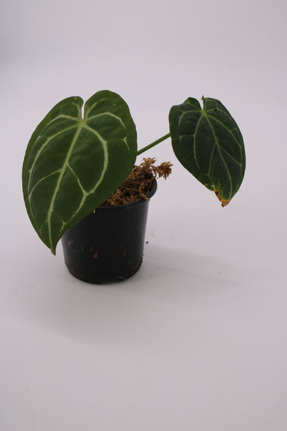 Anthurium Forgetii x SKG