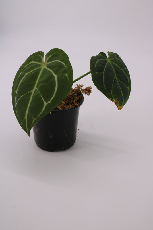 Anthurium Forgetii x SKG