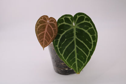 Anthurium Doc Block Zara x Michelle