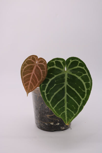 Anthurium Doc Block Zara x Michelle