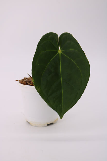 Anthurium David Portilla Dreams