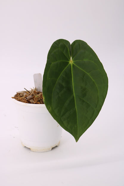 Anthurium David Portilla Dreams