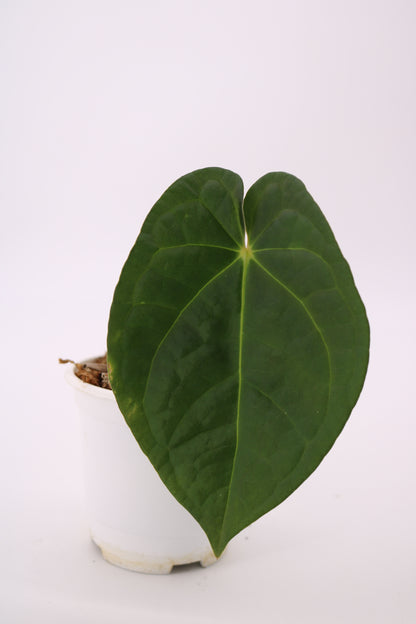 Anthurium David Portilla Dreams