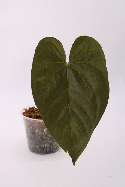 Anthurium Queen of Hearts