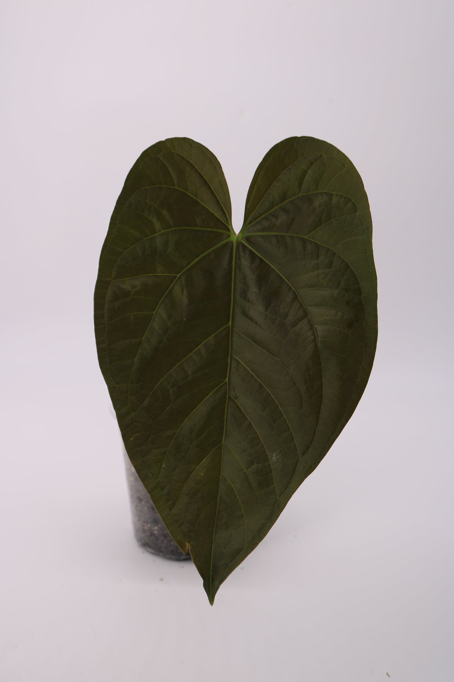 Anthurium Queen of Hearts