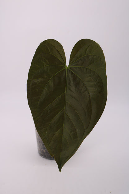 Anthurium Queen of Hearts
