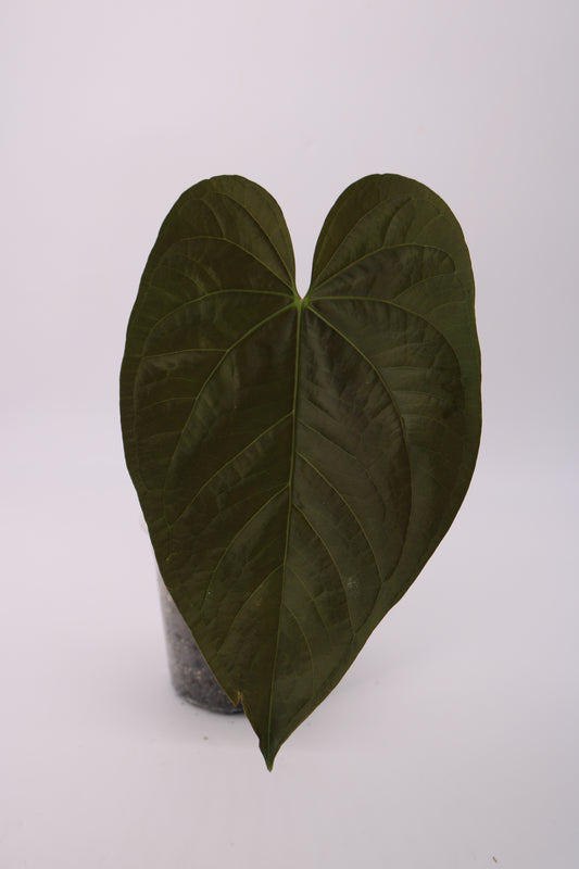 Anthurium Queen of Hearts