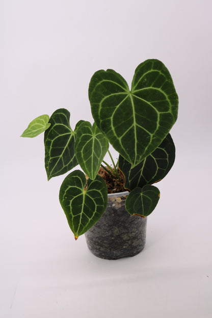 Anthurium Clarinervium