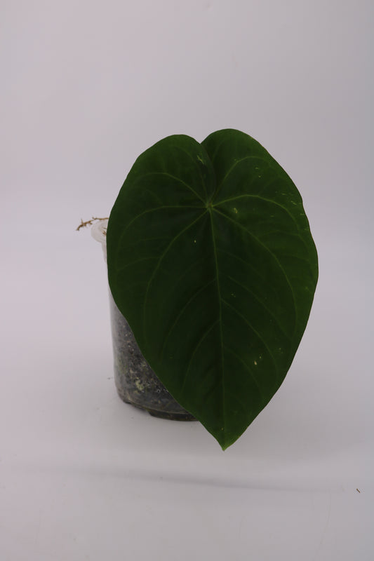 Fontanimal Papi/Leland x Dressleri Fp2