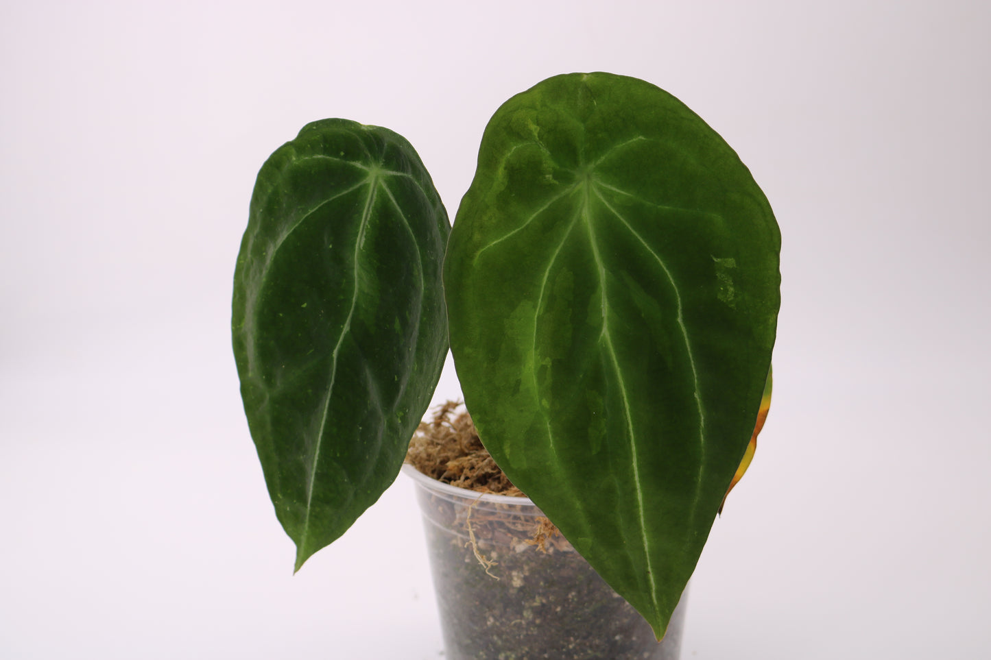 Anthurium Forgetii Variegated