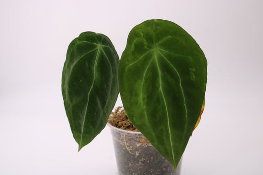 Anthurium Forgetii Variegated