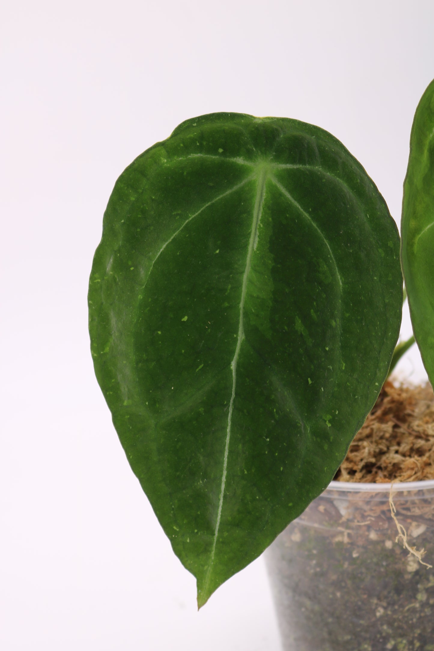 Anthurium Forgetii Variegated