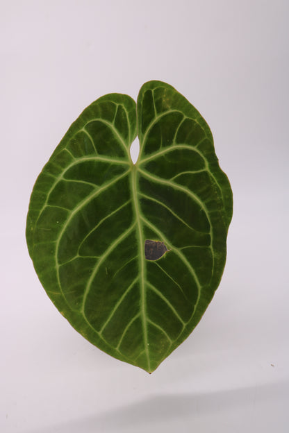 Anthurium Bessae af